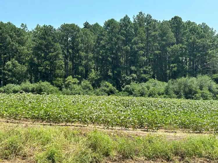 Buy Residential Land South of Dothan with Cleared Space and Utilities