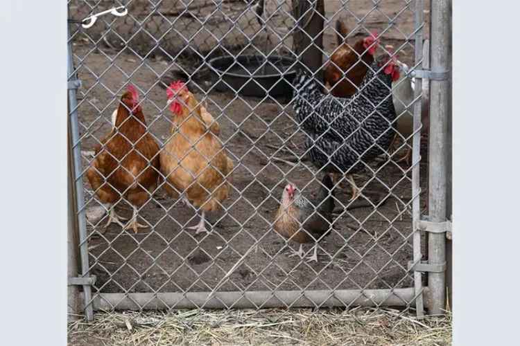 For Sale Gentleman's Farm in Old Saybrook with 32 Acres and Barns